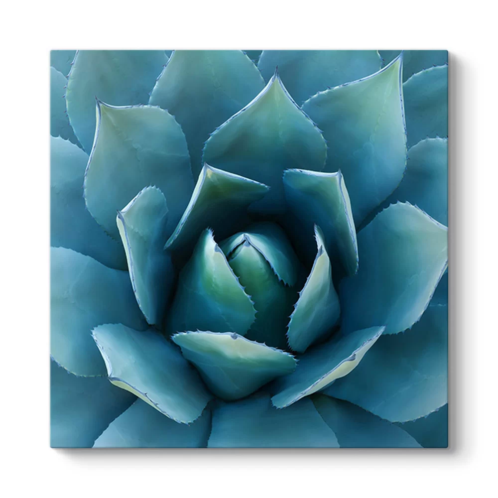 Aloe Vera Kaktüs Kanvas Tablo - Model 3